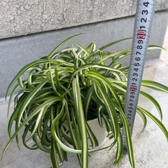 オリヅルラン　ボニーの画像