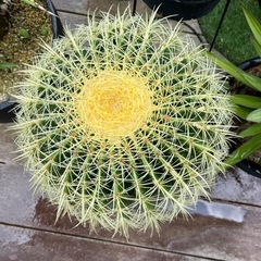 30センチ越え大株　金鯱サボテンの画像