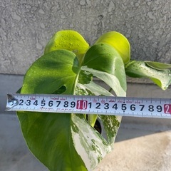 【観葉植物】斑入り　モンステラの画像