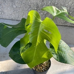 【観葉植物】斑入り　モンステラの画像