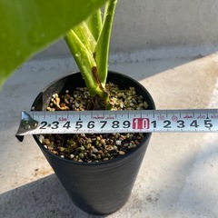 【観葉植物】斑入り　モンステラの画像