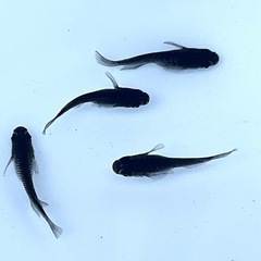 現物販売 ブラックダイヤ2020メダカ 若魚2ペア ※2025年生まれの画像
