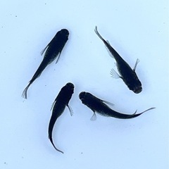 現物販売 ブラックダイヤ2020メダカ 若魚2ペア ※2025年生まれの画像