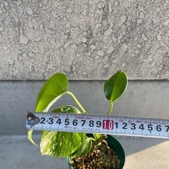 【観葉植物】斑入り　モンステラの画像
