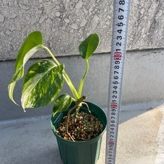 【観葉植物】斑入り　モンステラの画像
