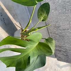 【観葉植物】斑入り　モンステラの画像