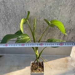 【観葉植物】斑入り　モンステラの画像