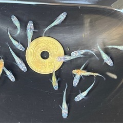 ラメメダカ色々 幼魚15匹   ※2025年生まれ ②の画像