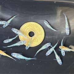 ラメメダカ色々 幼魚15匹   ※2025年生まれ ②の画像