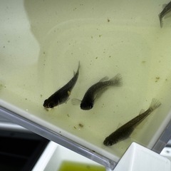 オロチメダカの画像