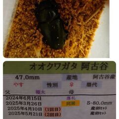 【取引完了】オオクワガタ(トリオ)阿古谷産の画像