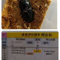 【取引完了】オオクワガタ(トリオ)阿古谷産の画像