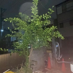 ミカンの木の画像
