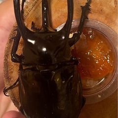 スマトラ産 アトラスオオカブト‼️オス単‼️の画像