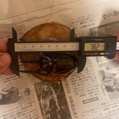 スマトラ産 アトラスオオカブト‼️オス単‼️の画像