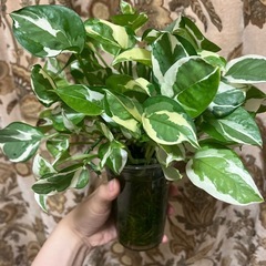観葉植物　ポトス　エンジョイの画像