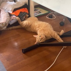 猫ちゃんとゆっくり長い時間一緒にいれる方探してます！