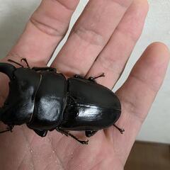 山梨県韮崎産オオクワガタトリオの画像