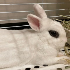 ドワーフホト♂