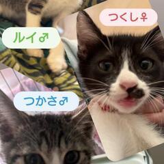 🐱買う命より救う命！けだまも保護猫譲渡会🐱