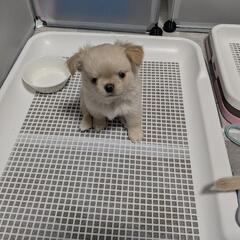 とても可愛いチワワの子犬産まれてます☺️