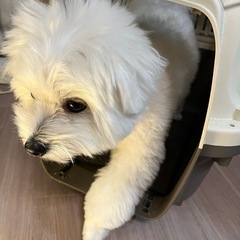 犬用ゲージの画像