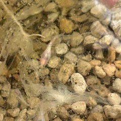 メダカ　水槽の画像