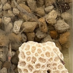 メダカ　水槽の画像