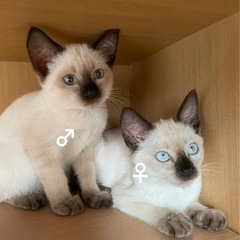 約3〜4ヶ月のシャム兄妹♂♀