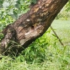 【スズメバチ駆除】巣穴を塞いで安全対策！りんご収穫後に伐採…