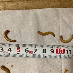 ミールワーム　１匹1円　エサ　爬虫類　小動物の画像