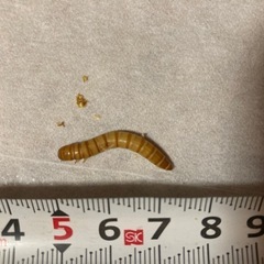 ミールワーム　１匹1円　エサ　爬虫類　小動物の画像