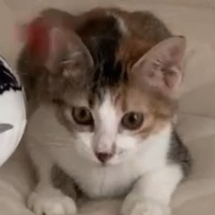 元気でお茶目な三毛猫ちゃん