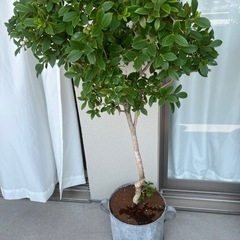 BIO TOP購入ガジュマル仲間の画像