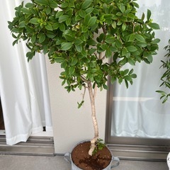 BIO TOP購入ガジュマル仲間の画像