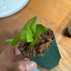 ビカクシダ　アルシコルネマダガスカルの画像