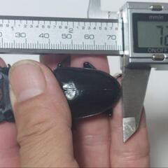 国産オオクワガタ能勢ＹG成虫♂2頭♀3頭⑮(R7年・R6年羽化)の画像
