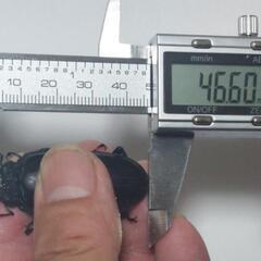国産オオクワガタ能勢ＹG成虫♂2頭♀3頭⑮(R7年・R6年羽化)の画像