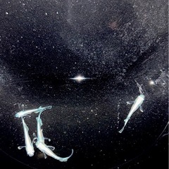 バクシャイナーメダカ　5匹の画像