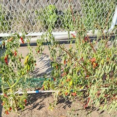 逗子 無料あげます 植木 植物 樹木 花壇 花 家庭菜園 土いじり 観葉植物 栽培 アロエ 紫蘇 シソ DIY 畑 農園 木陽樹 ガーデン 盆栽 造園 緑化 庭いじり 菜園 野畑 植木鉢 プラントポット プランター グロスポット 0円 お譲りします 差し上げます テラコッタ ゴーヤー つるむらさき 蔓紫 ツルムラサキ つる 夏 緑黄色野菜 庭木 落葉樹 ガーデニング 農業 花 盆栽 移殖 シンボルツリー 肥料 剪定 赤玉土 堆肥 鹿沼土 腐葉土 ツリーの画像