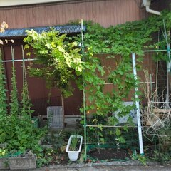 逗子 無料あげます 植木 植物 樹木 花壇 花 家庭菜園 土いじり 観葉植物 栽培 アロエ 紫蘇 シソ DIY 畑 農園 木陽樹 ガーデン 盆栽 造園 緑化 庭いじり 菜園 野畑 植木鉢 プラントポット プランター グロスポット 0円 お譲りします 差し上げます テラコッタ ゴーヤー つるむらさき 蔓紫 ツルムラサキ つる 夏 緑黄色野菜 庭木 落葉樹 ガーデニング 農業 花 盆栽 移殖 シンボルツリー 肥料 剪定 赤玉土 堆肥 鹿沼土 腐葉土 ツリーの画像