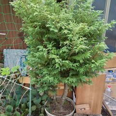 逗子 無料あげます 植木 植物 樹木 花壇 花 家庭菜園 土いじり 観葉植物 栽培 アロエ 紫蘇 シソ DIY 畑 農園 木陽樹 ガーデン 盆栽 造園 緑化 庭いじり 菜園 野畑 植木鉢 プラントポット プランター グロスポット 0円 お譲りします 差し上げます テラコッタ ゴーヤー つるむらさき 蔓紫 ツルムラサキ つる 夏 緑黄色野菜 庭木 落葉樹 ガーデニング 農業 花 盆栽 移殖 シンボルツリー 肥料 剪定 赤玉土 堆肥 鹿沼土 腐葉土 ツリーの画像