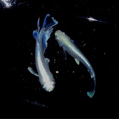 バクシャイナーメダカ　5匹の画像