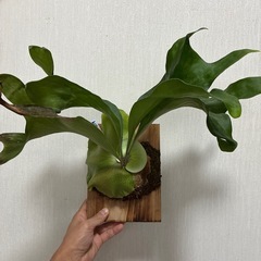 ビカクシダ　ヒリー　パオパオの画像