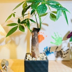 🉐鉢付！葉数も多く美型♪涼しげな雰囲気！お世話も簡単！室内向け観葉植物パキラの画像