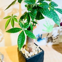 🉐鉢付！葉数も多く美型♪涼しげな雰囲気！お世話も簡単！室内向け観葉植物パキラの画像