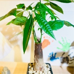 🉐鉢付！葉数も多く美型♪涼しげな雰囲気！お世話も簡単！室内向け観葉植物パキラの画像