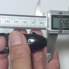 能勢YGオオクワガタ新成虫♂2頭♀3頭⑯(R7年・R6年羽化)の画像
