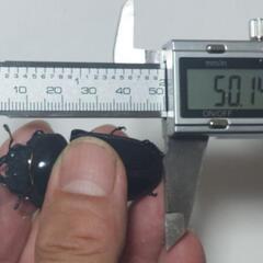 能勢YGオオクワガタ新成虫♂2頭♀3頭⑯(R7年・R6年羽化)の画像
