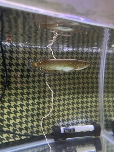 ノーザンバラムンディー